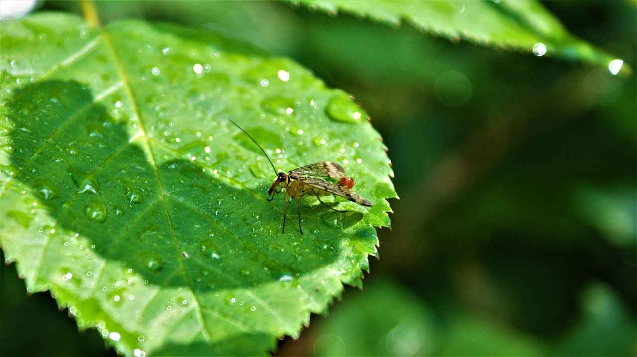 Understanding Mosquito Behavior