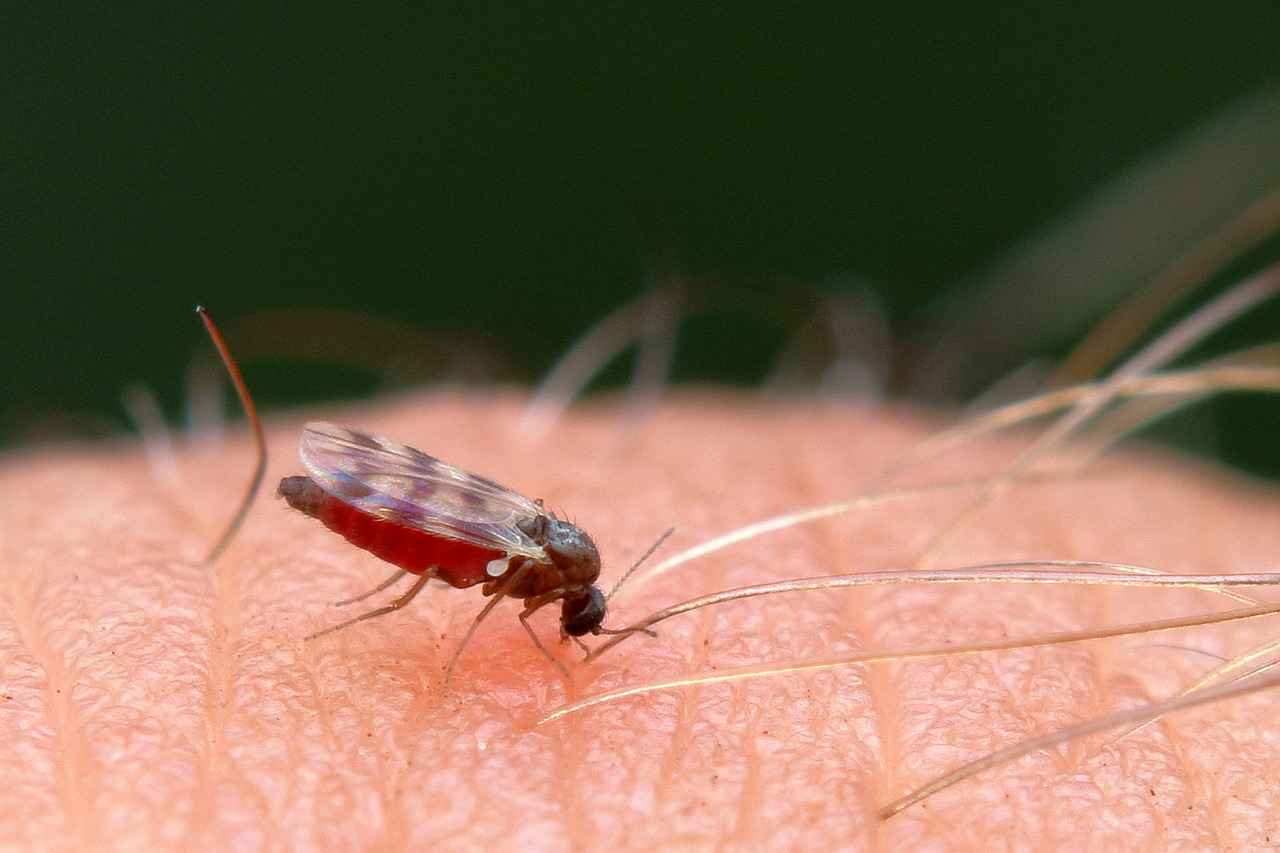 Effective Mosquito Control Methods