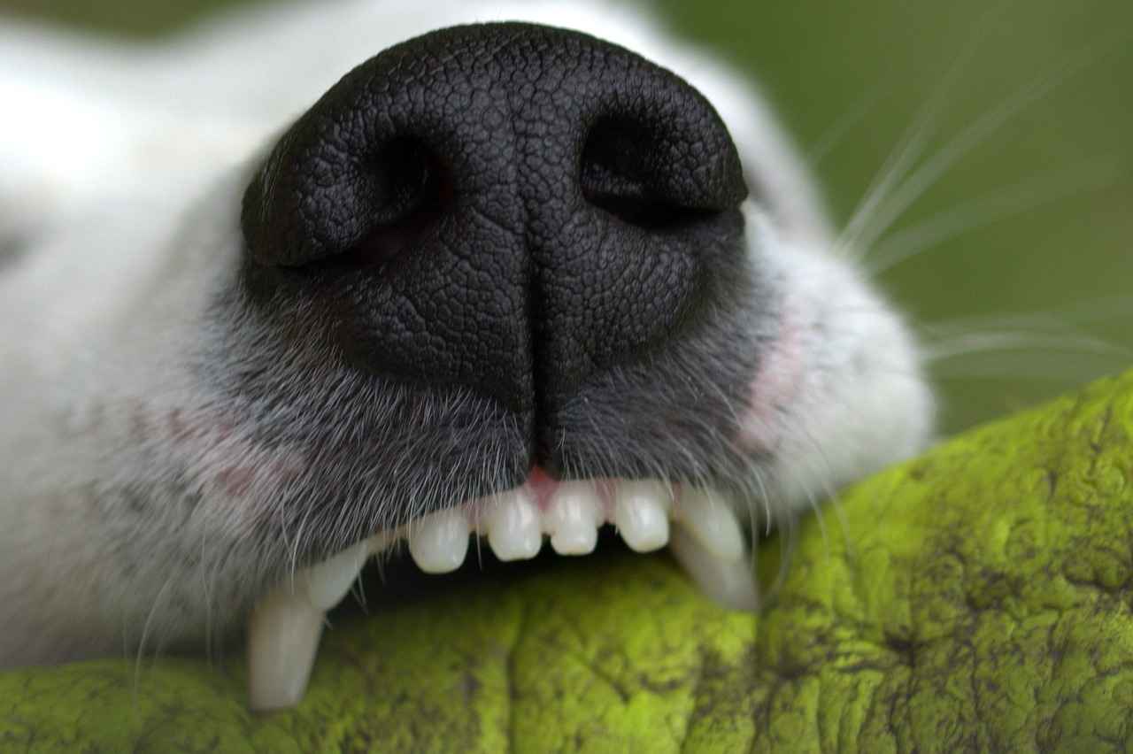 Notable Examples of Wild Dog Species