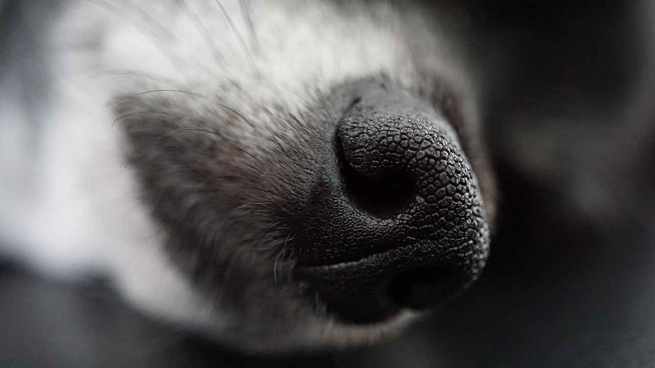 The Science of Bite Force