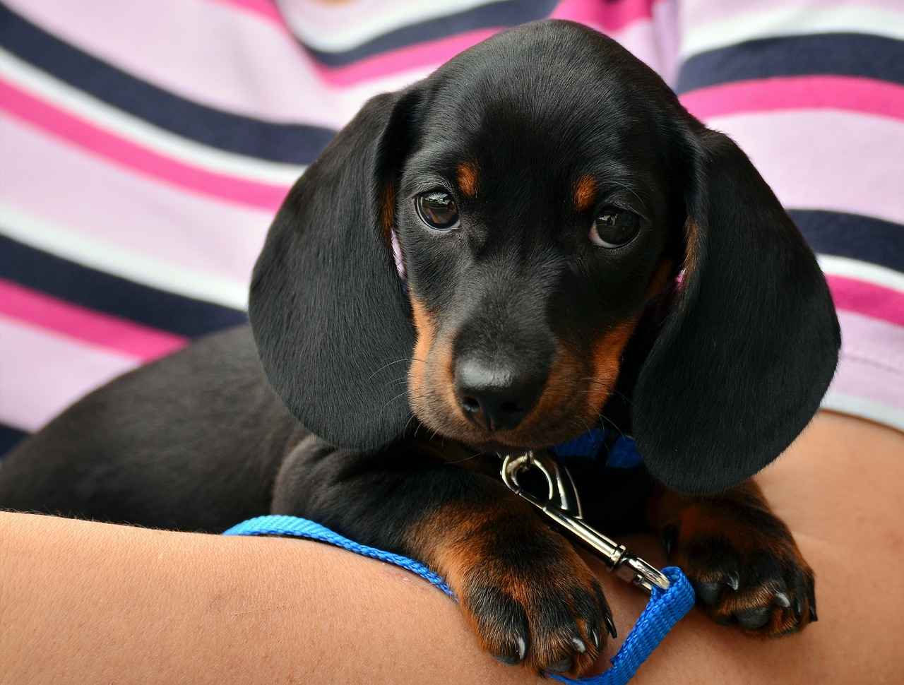 Köpeklerde Arı Sokmasının Belirtileri