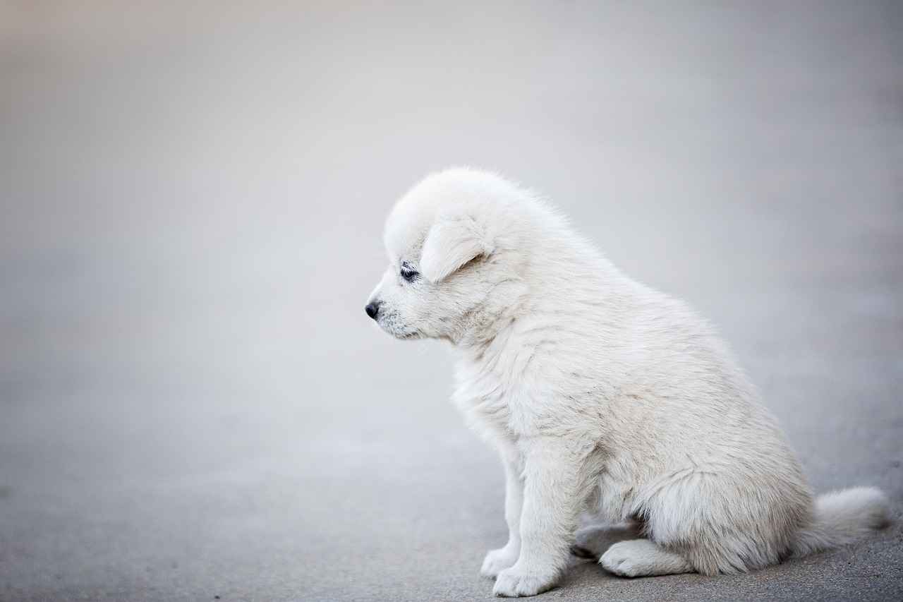 Köpek Isırığı Antibiyotikleri – Ne Zaman Gereklidir?