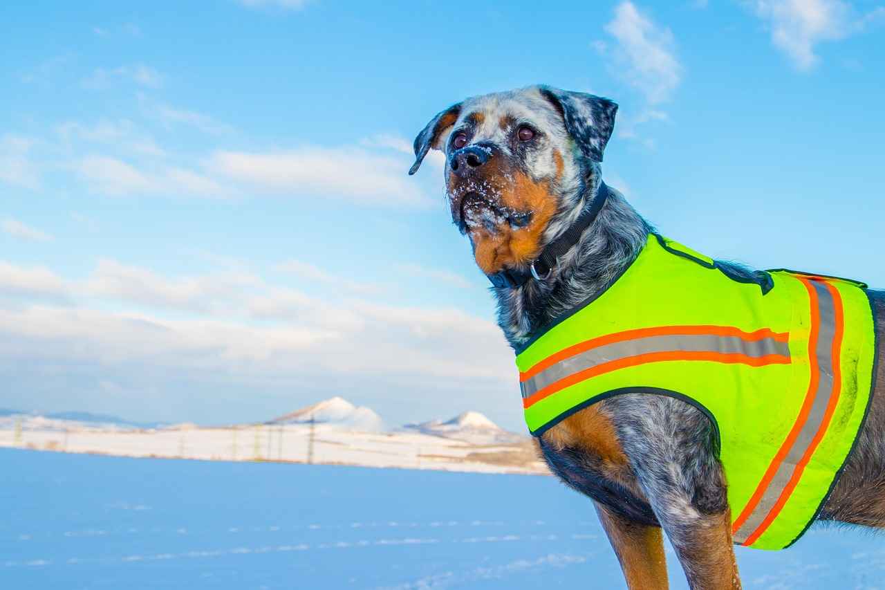 Preventive Measures Against Dog Bites