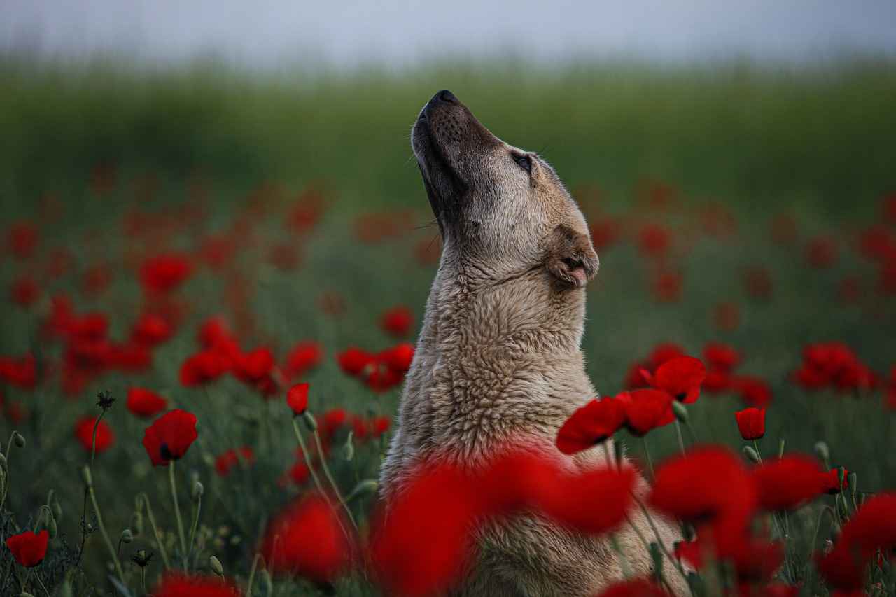 Köpek Isırığı Sonrası Enfeksiyon Belirtileri