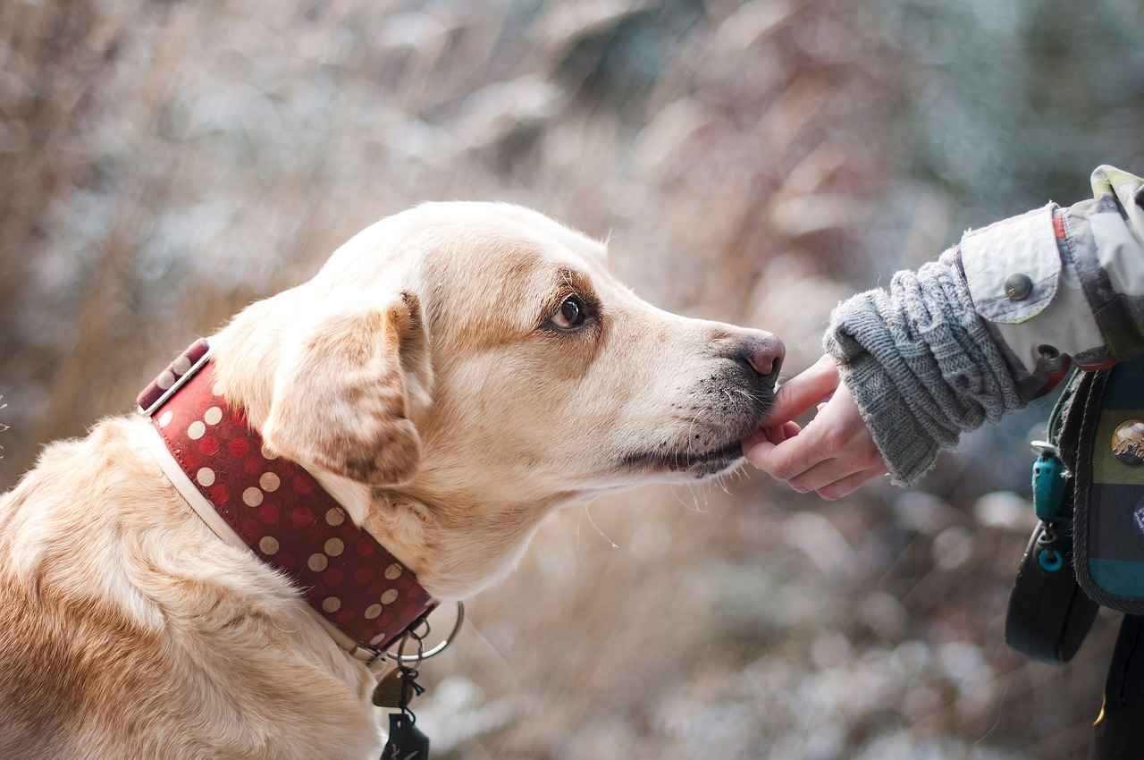 Köpek Isırıkları ve Tıbbi Müdahale