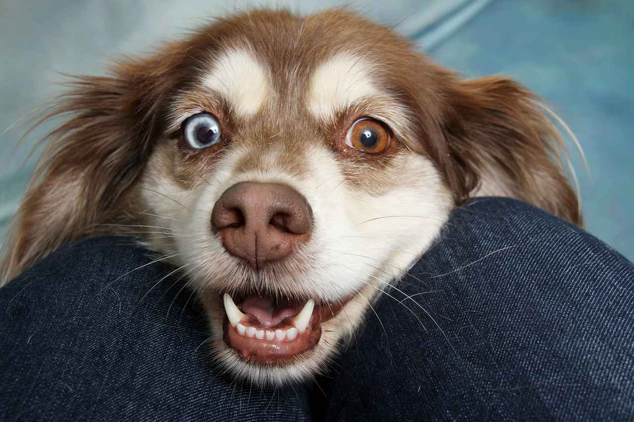Köpek Isırığı Sonrası İlk Yardım Adımları