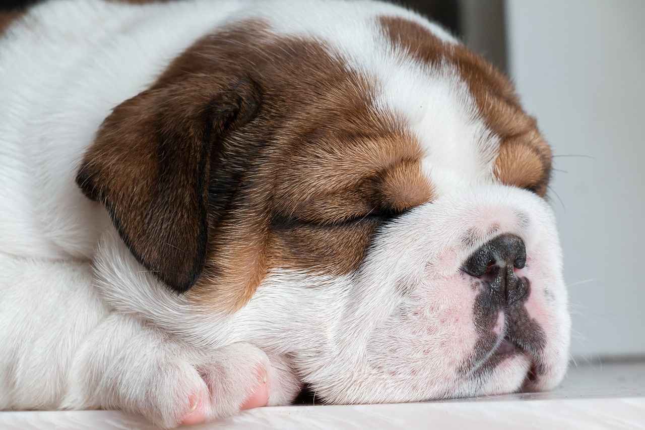 Dog Bite Compensation – What Victims Need to Know