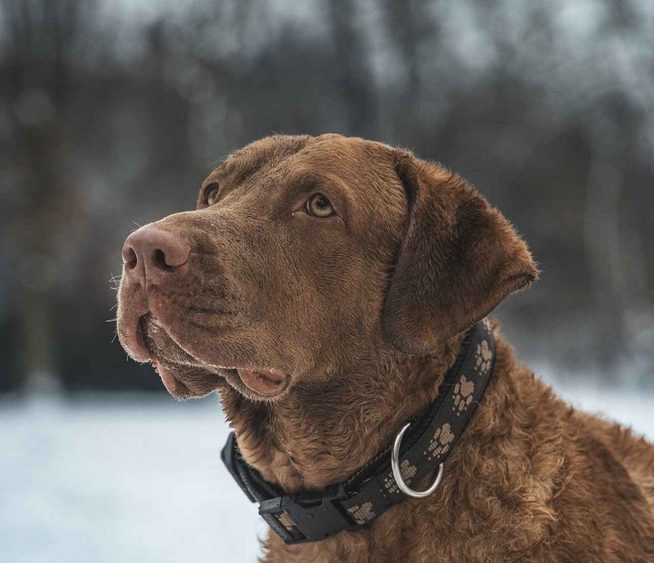 Preventing Dog Bite Incidents