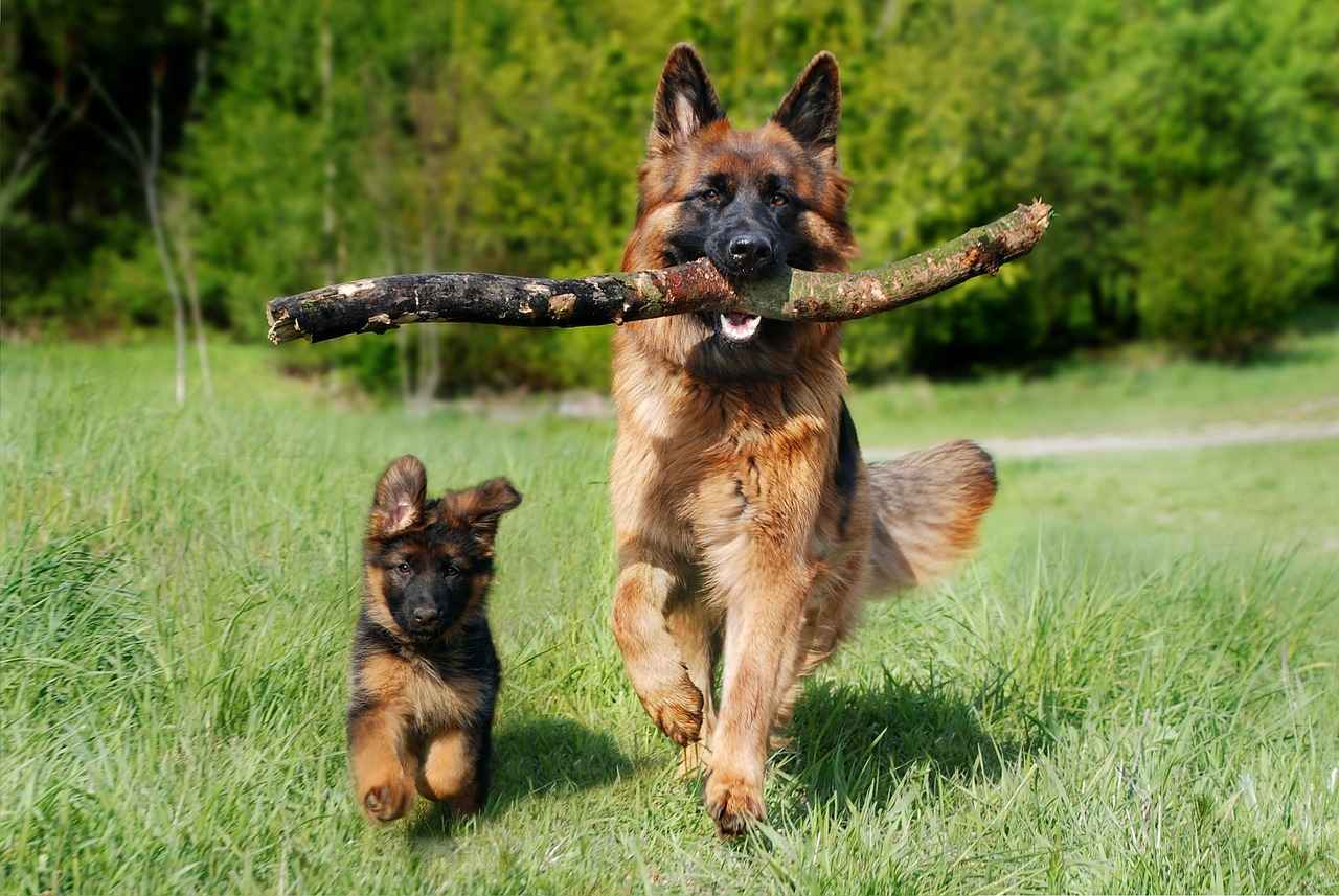 Immediate First Aid for Dog Bite Injuries