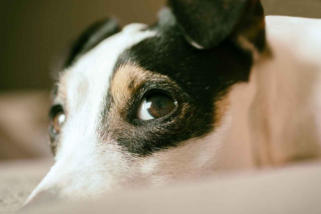 Köpek Isırma Gücü Tablosu – Popüler Irkların Karşılaştırılması
