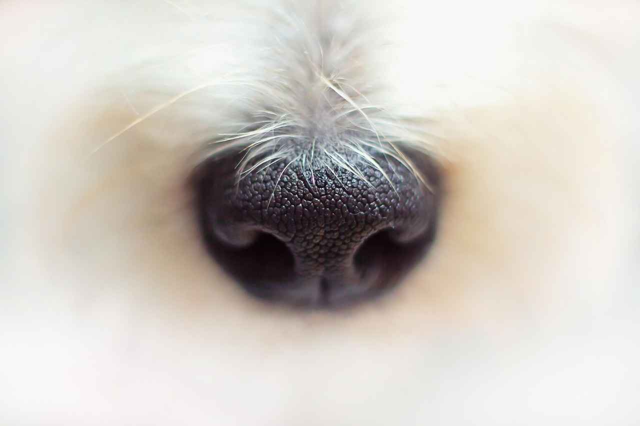 Köpek Isırma Davası Nedir?