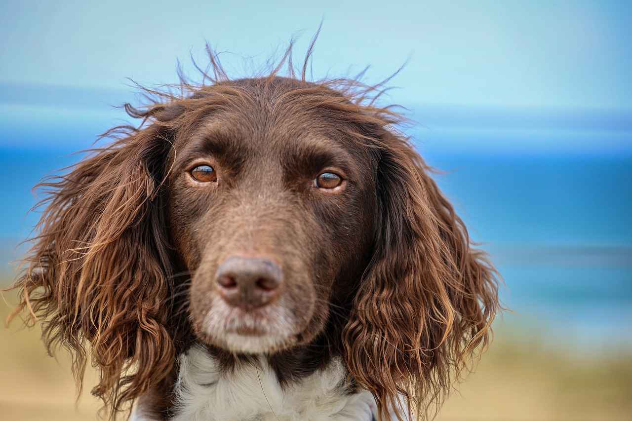 Köpek Isırma Davalarında Sorumluluk