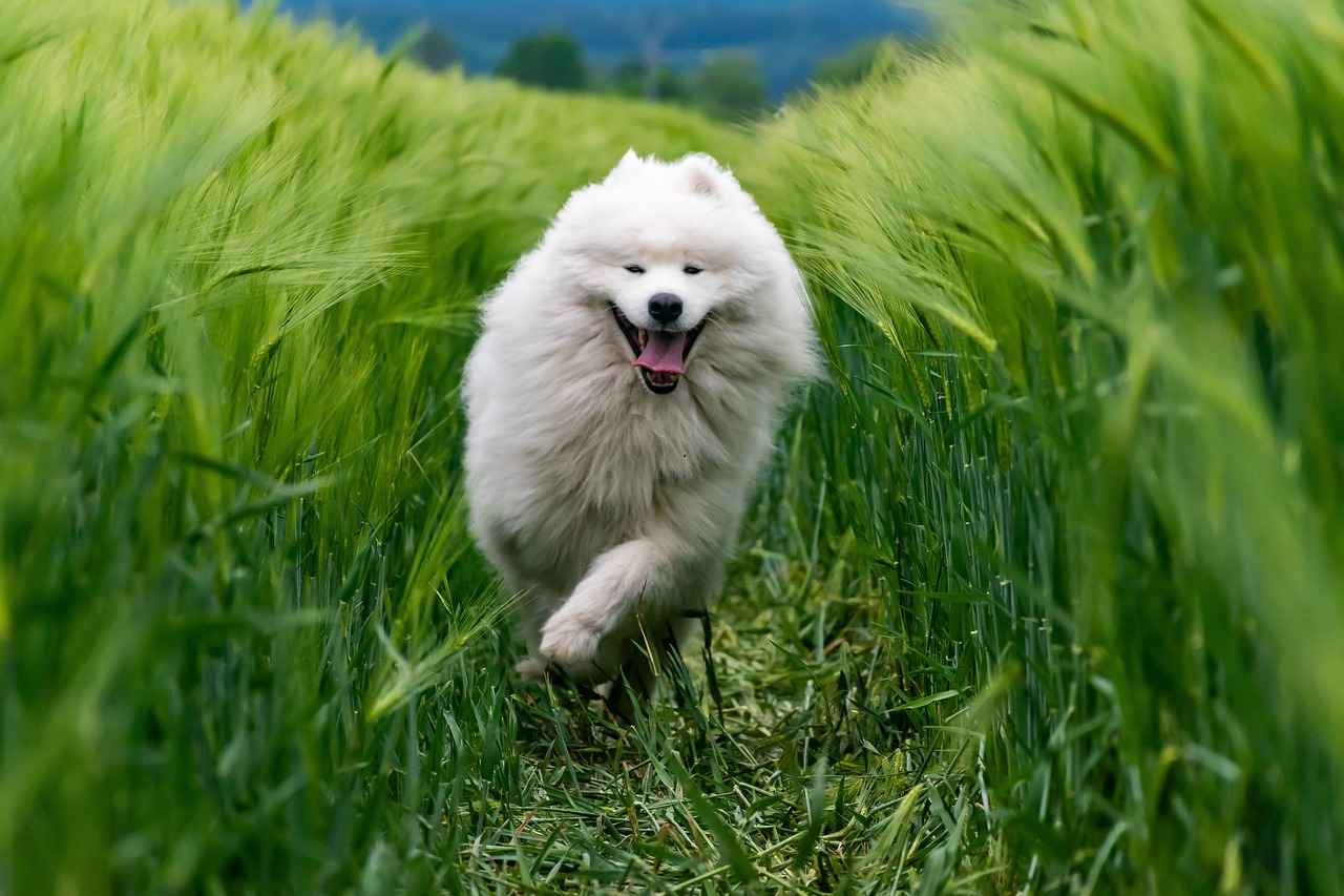 Köpek Isırma Olaylarının Hukuki Boyutu