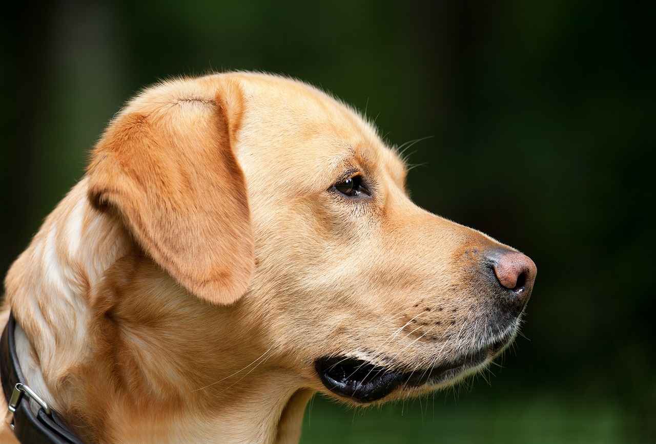 Köpek Sahiplerinin Sorumlulukları