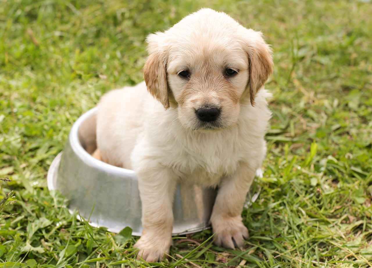 Köpek Isırığı İzlerinin Nedenleri
