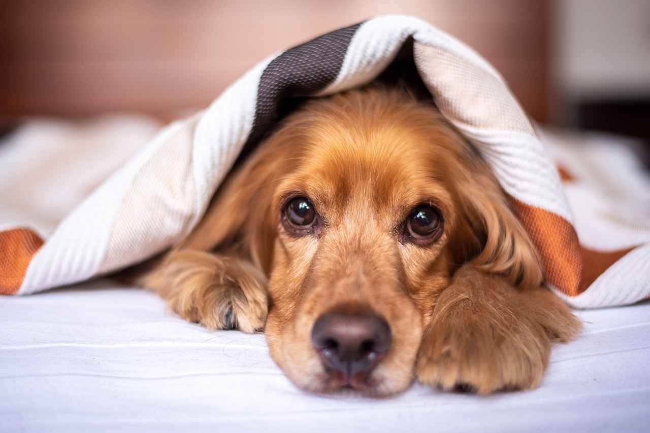 Preventing Dog Bites: Tips for Owners