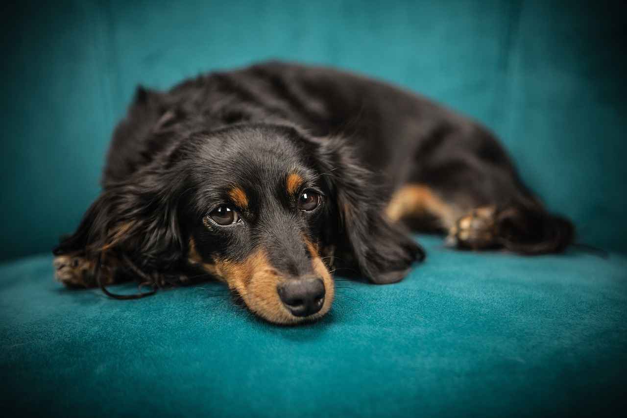 Preventing Dog Bites