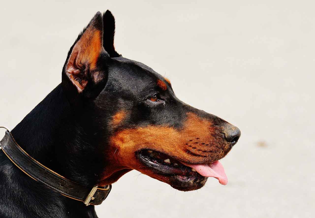 Dog Bite Supportive Therapy – When and Why It’s Needed