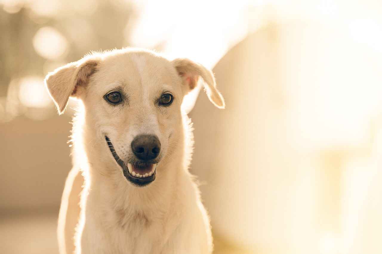 Köpek Isırığının Psikolojik Etkileri