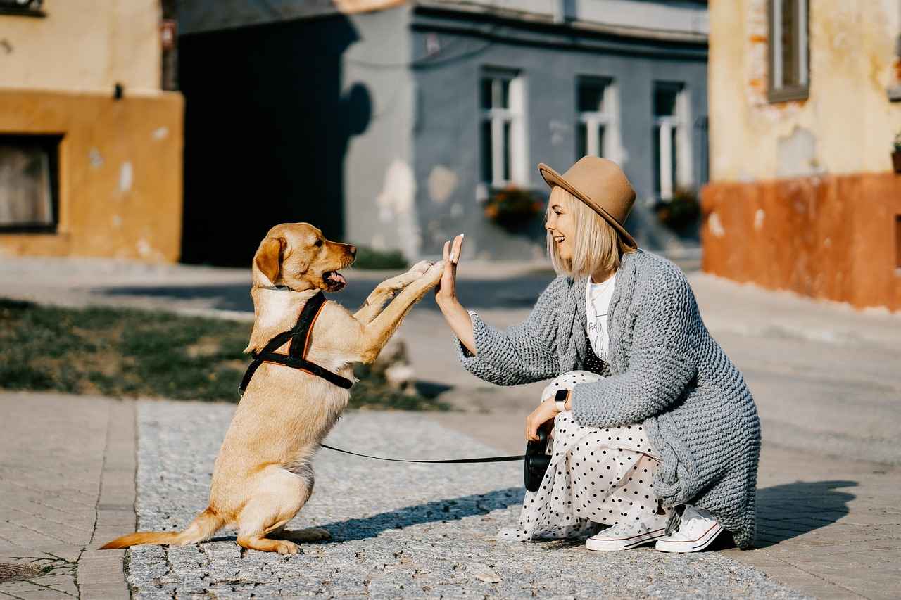 Köpek Isırığı Şişliği – Ne Zaman Doktora Gitmelisiniz?