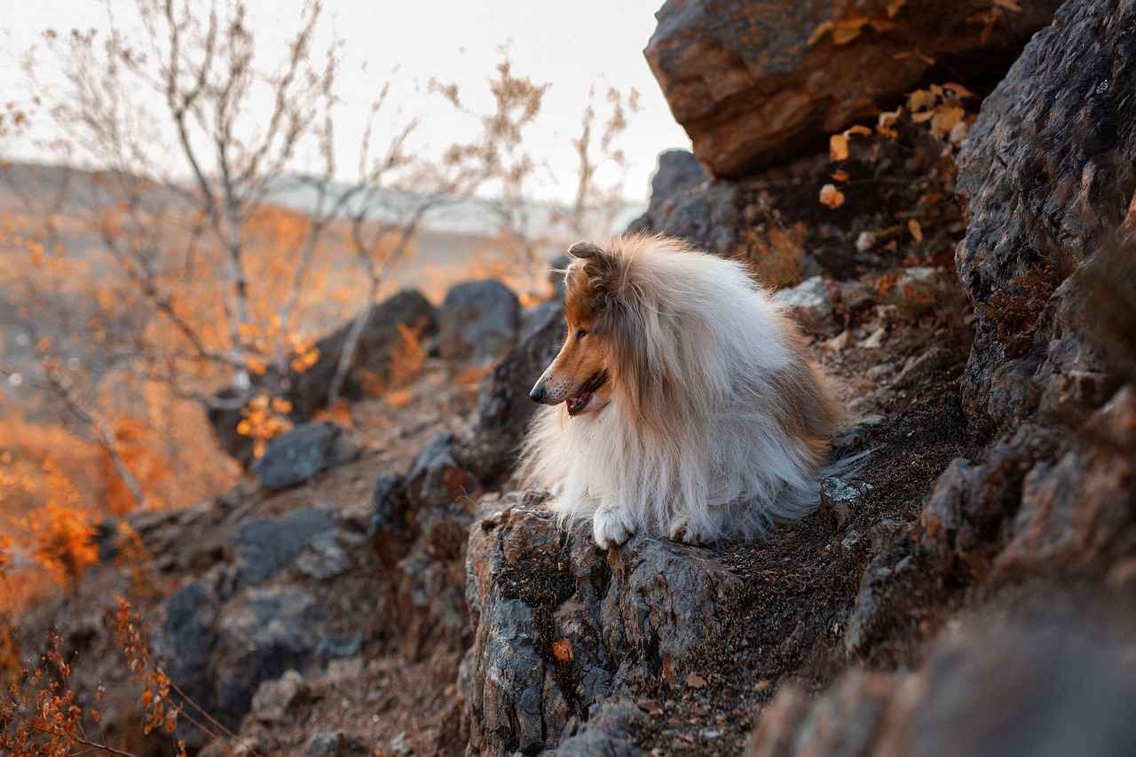 Köpek Isırığı Belirtileri