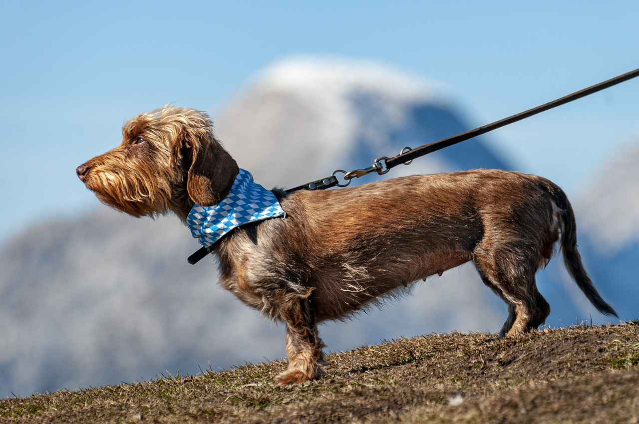Köpek Isırığı Sonrası Bakım