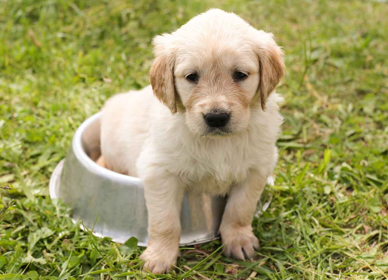 Köpek Isırığı Yarası İyileşme Aşamaları – İyileşme Sürecinde Ne Beklenmeli