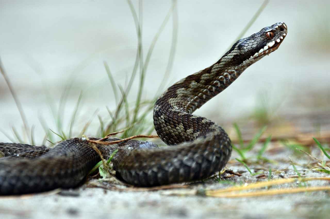 Veterinary Treatment for Snake Bites