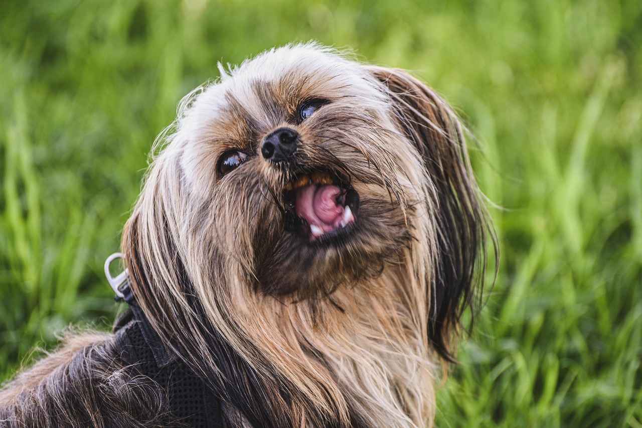 Preventing Snake Bites in Dogs