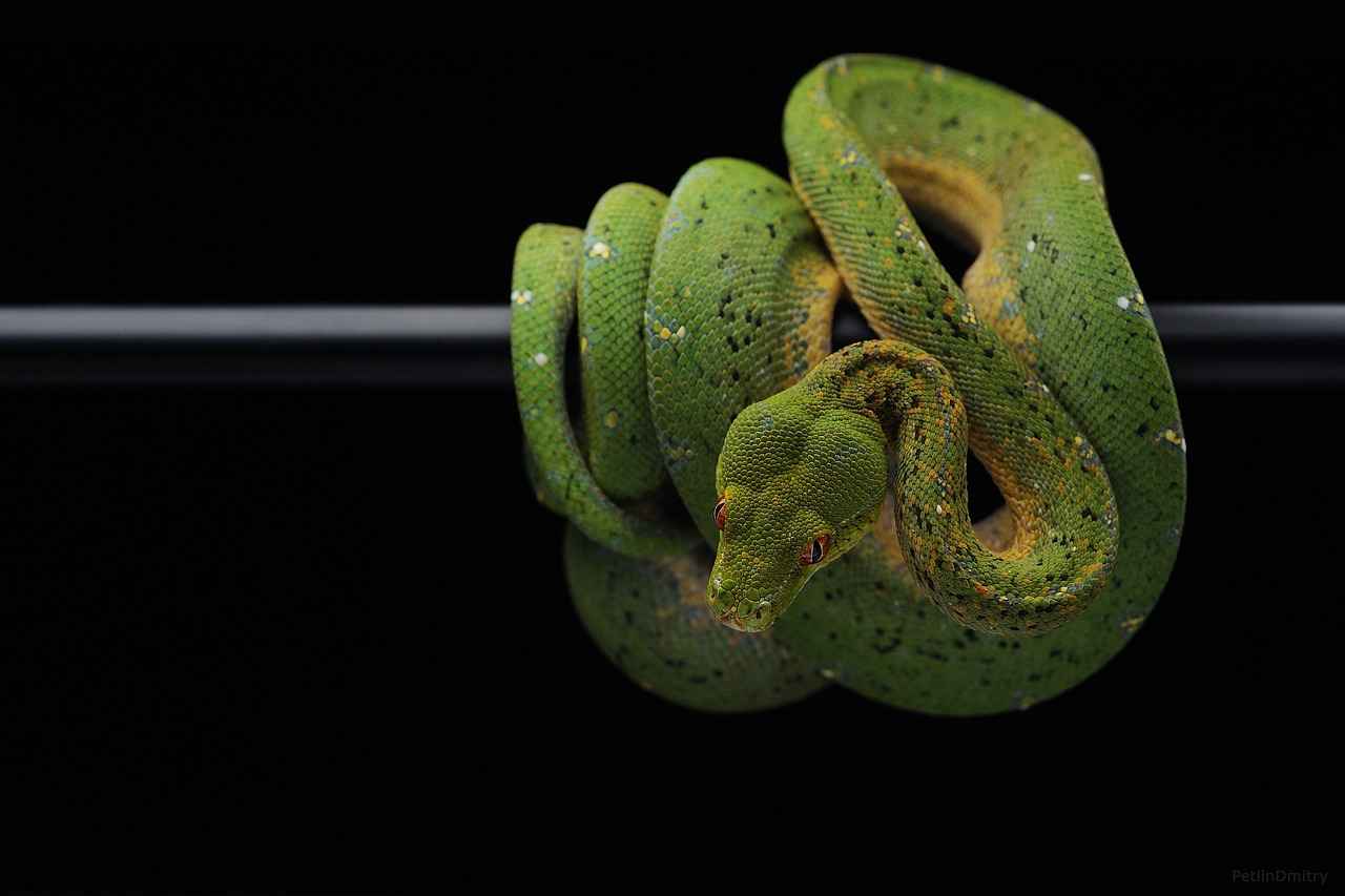 Common Symptoms of Snake Bites