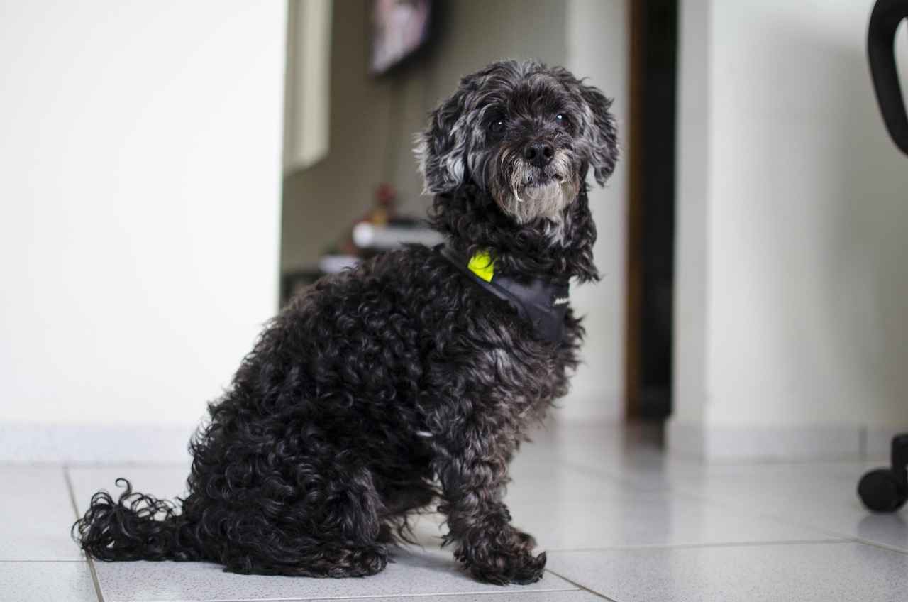 Implications of High Bite Force in Dogs