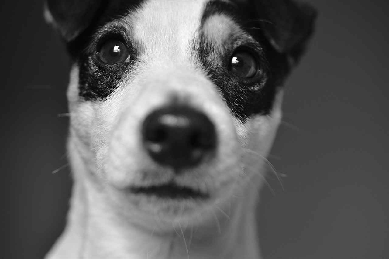 When to Seek Veterinary Care