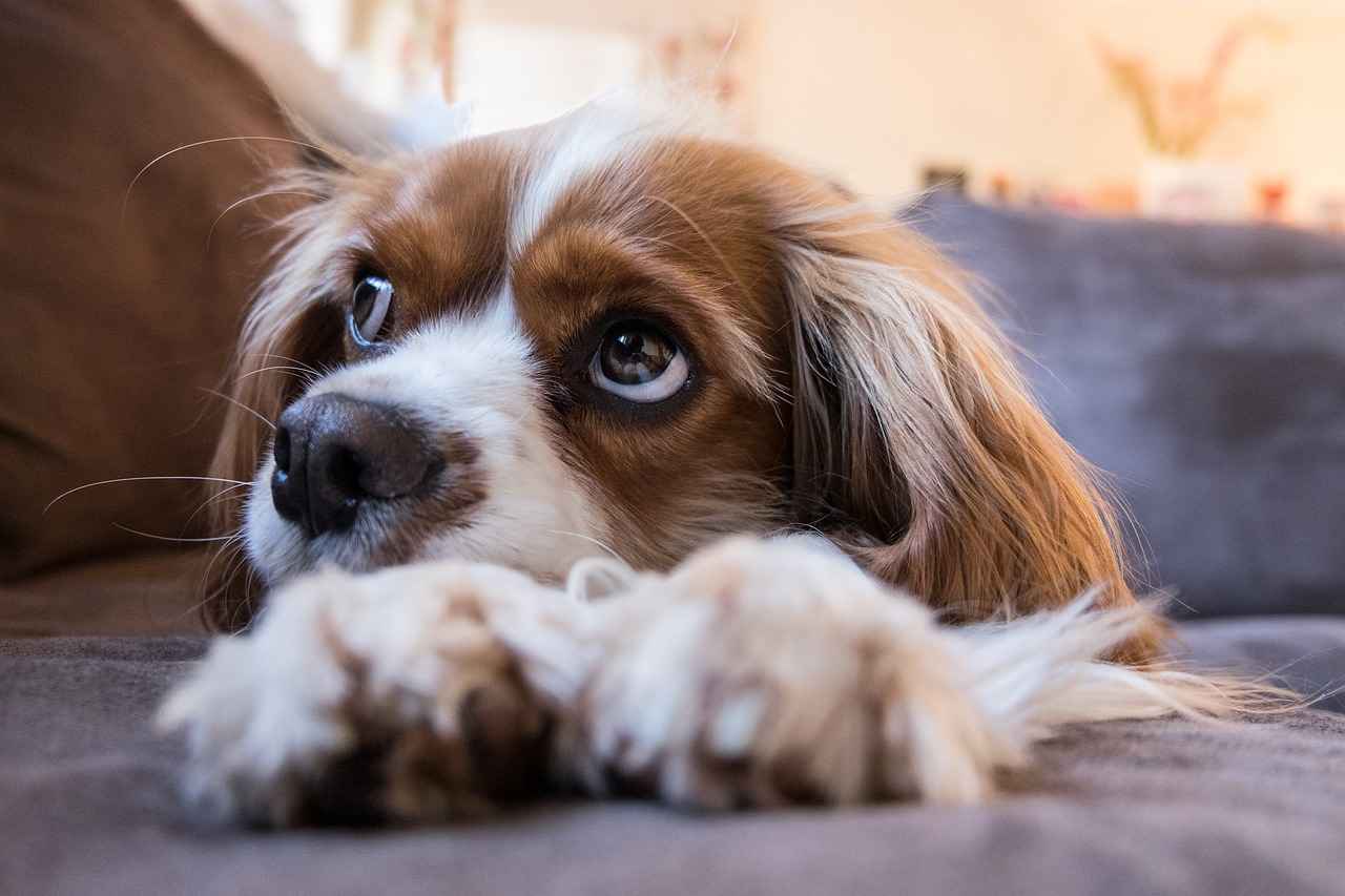 Köpeklerde Yılan Isırığının Belirtileri