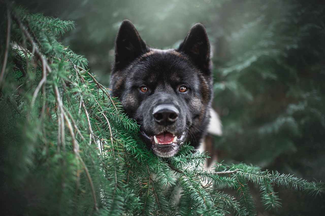 Köpek Isırma Gücü Nedir?