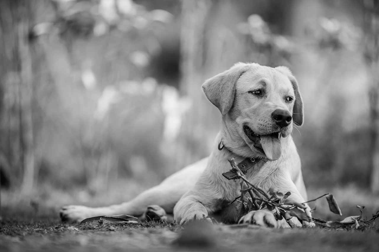 Köpek Cinsleri ve Isırma Gücü