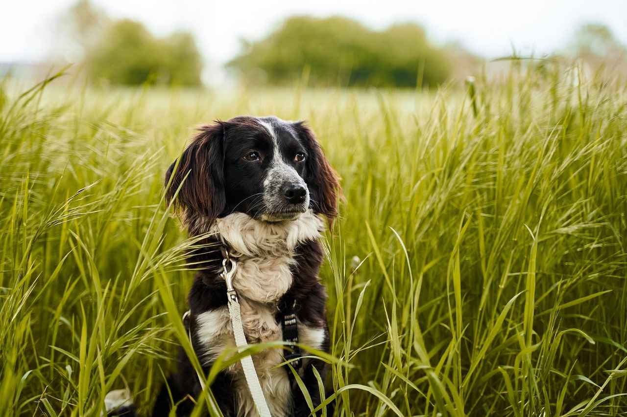 Acil Bakım: Köpeklerin Yılan Isırıkları – Veteriner Yardımı Ne Zaman Alınmalı?