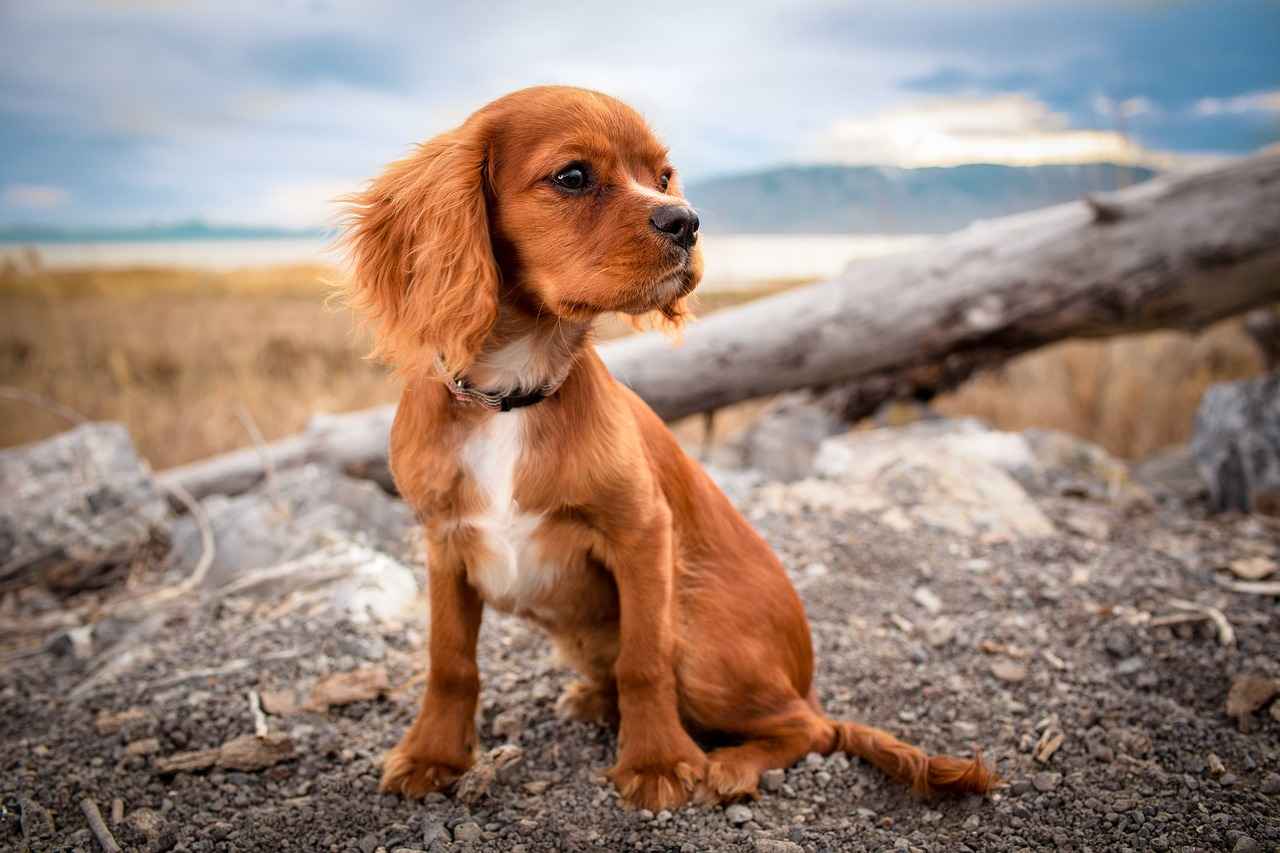 Preventive Measures for Fleas and Ticks