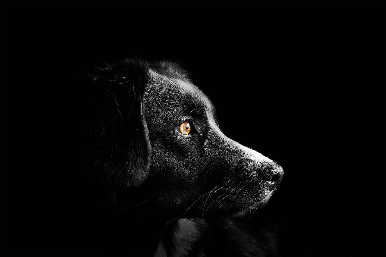 When to Consult a Veterinarian