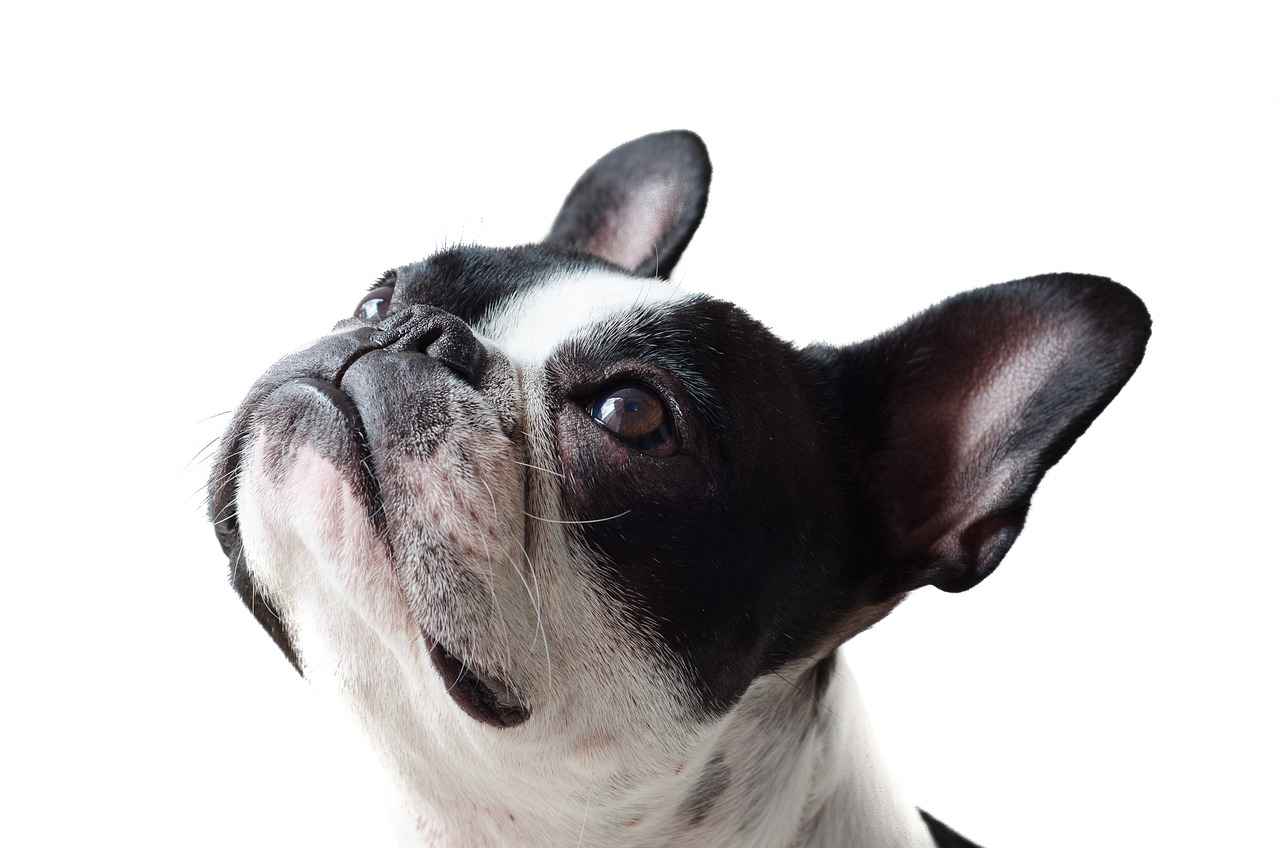 Understanding Dog Bites