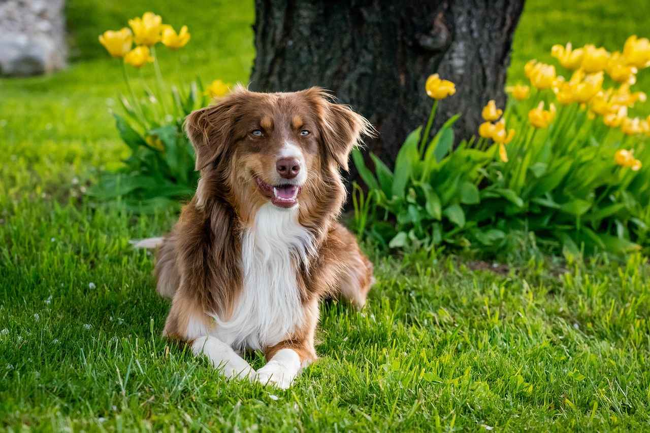 How to Socialize a Dog to Prevent Biting Issues