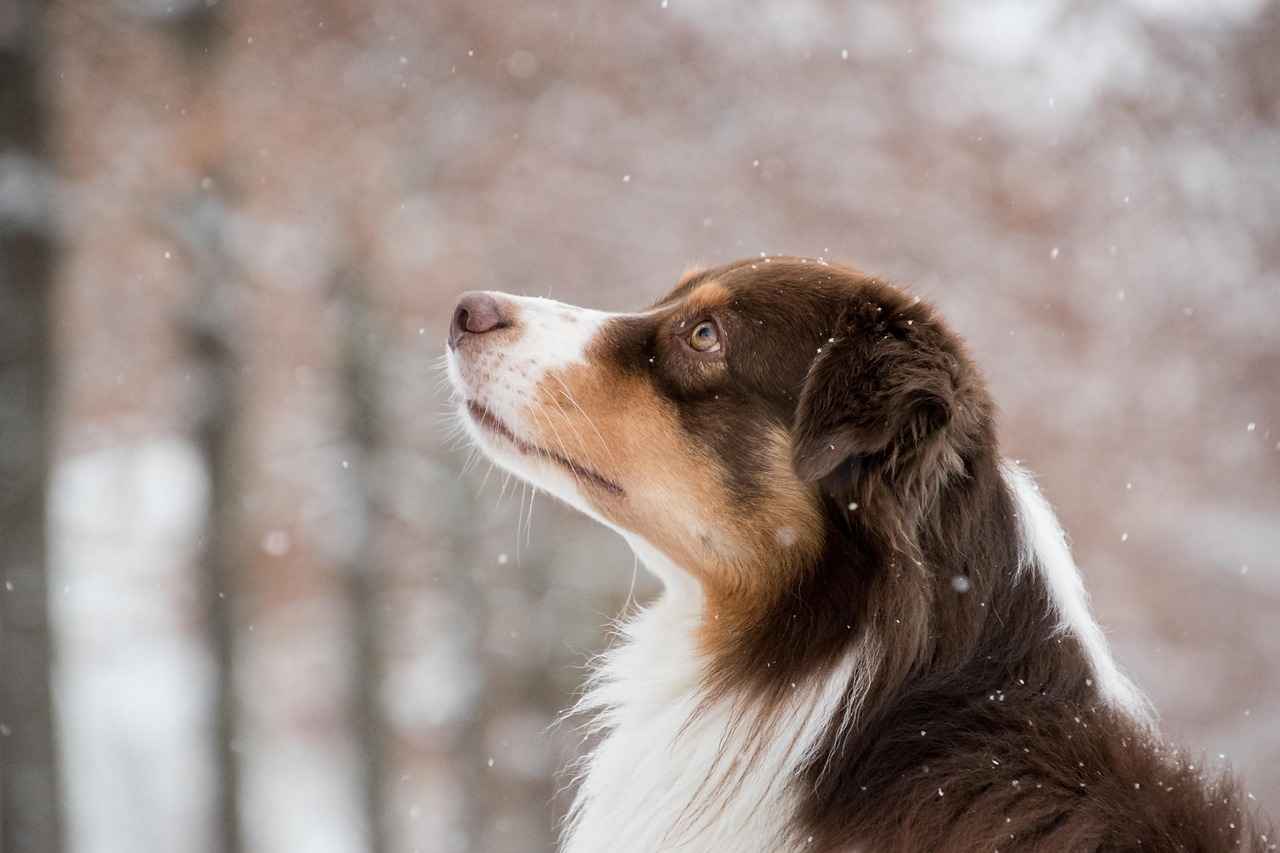 Köpek Sosyalleşmesinin Önemi