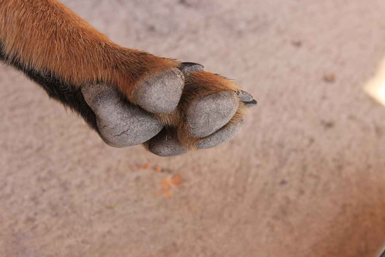 How to Soothe a Bee Sting on a Dog’s Paw
