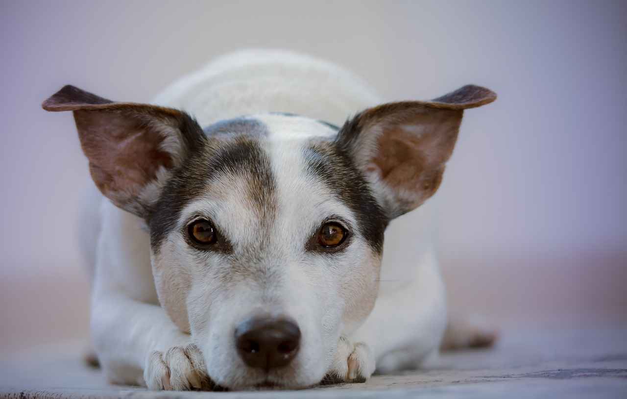 Köpeğinizin Alerji Riski
