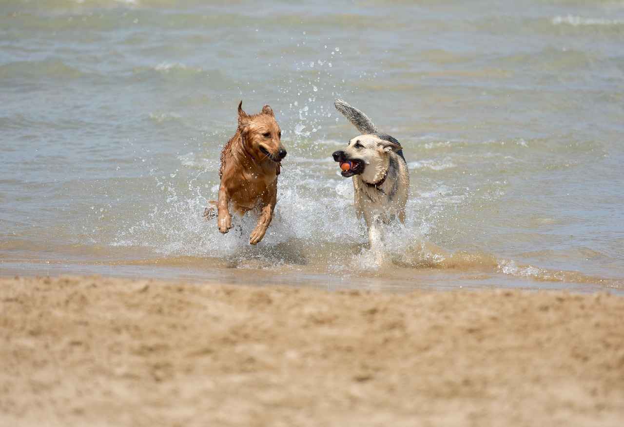 How to Stop a Dog from Biting While Playing