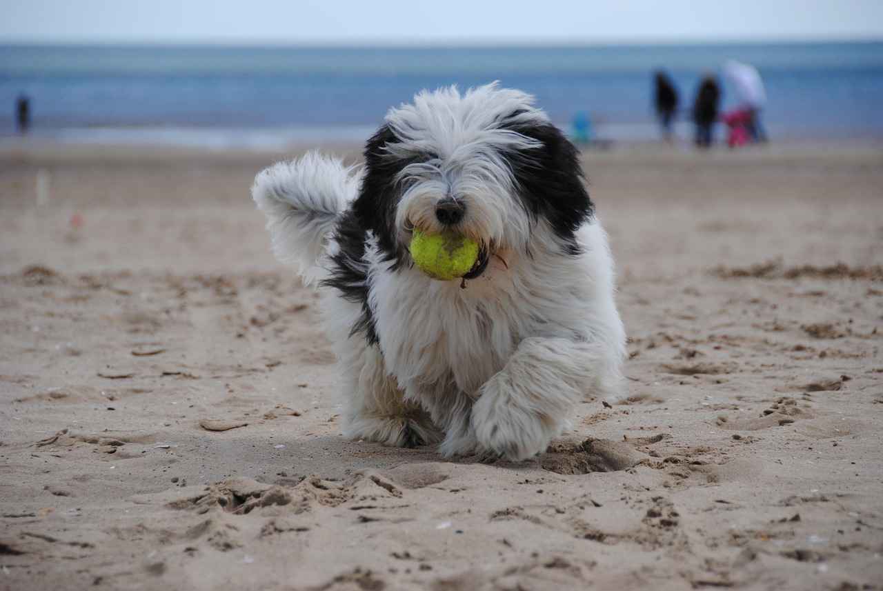 Understanding Dog Behavior