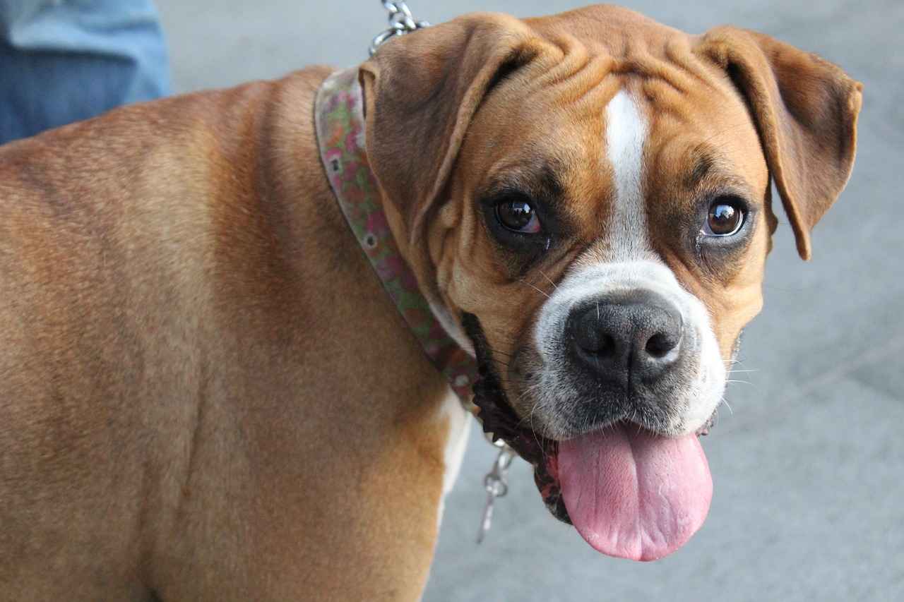  How to Teach a Dog Not to Bite – Effective Training Tips # How to Teach a Dog Not to Bite – Effective Training Tips
