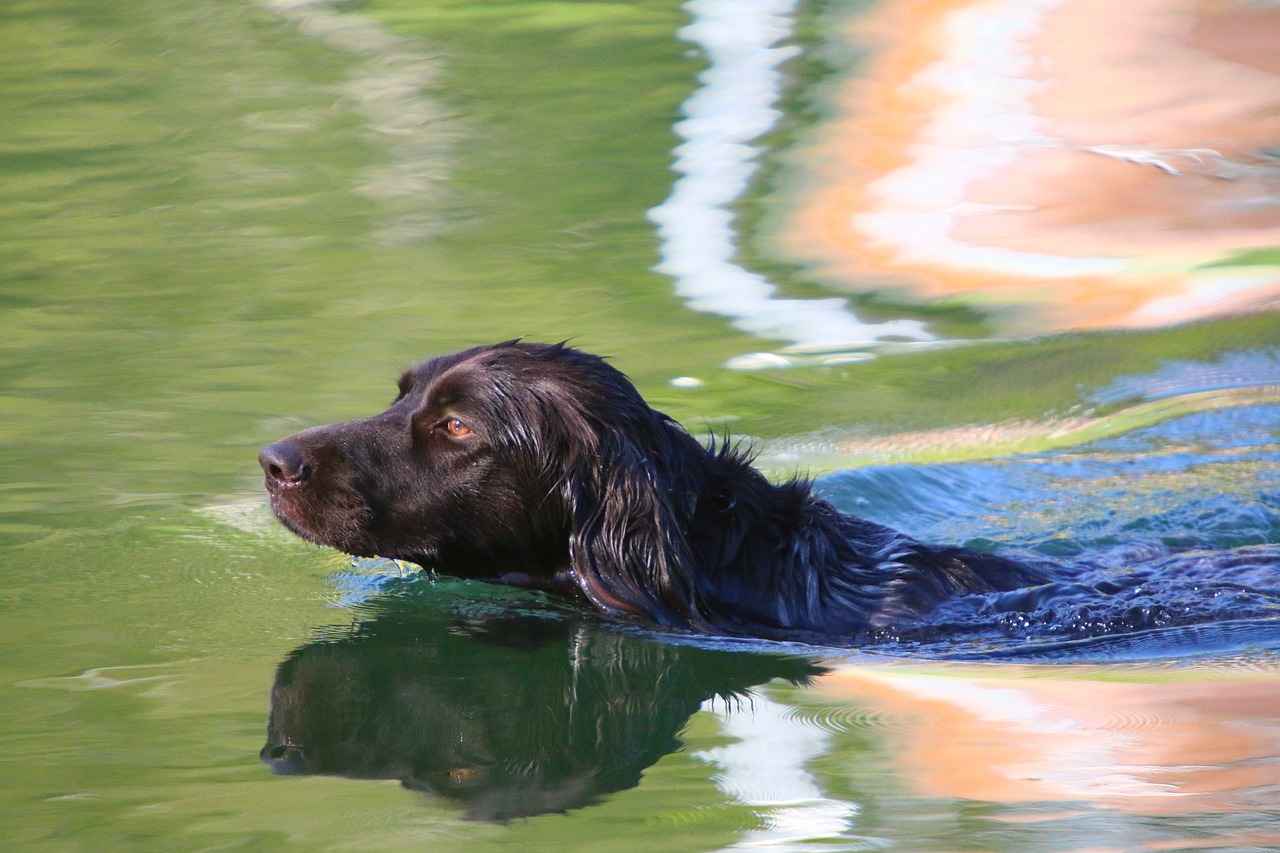 Köpekleri Isırmamayı Öğretmenin Yolları – Her Irk İçin En İyi Yöntemler