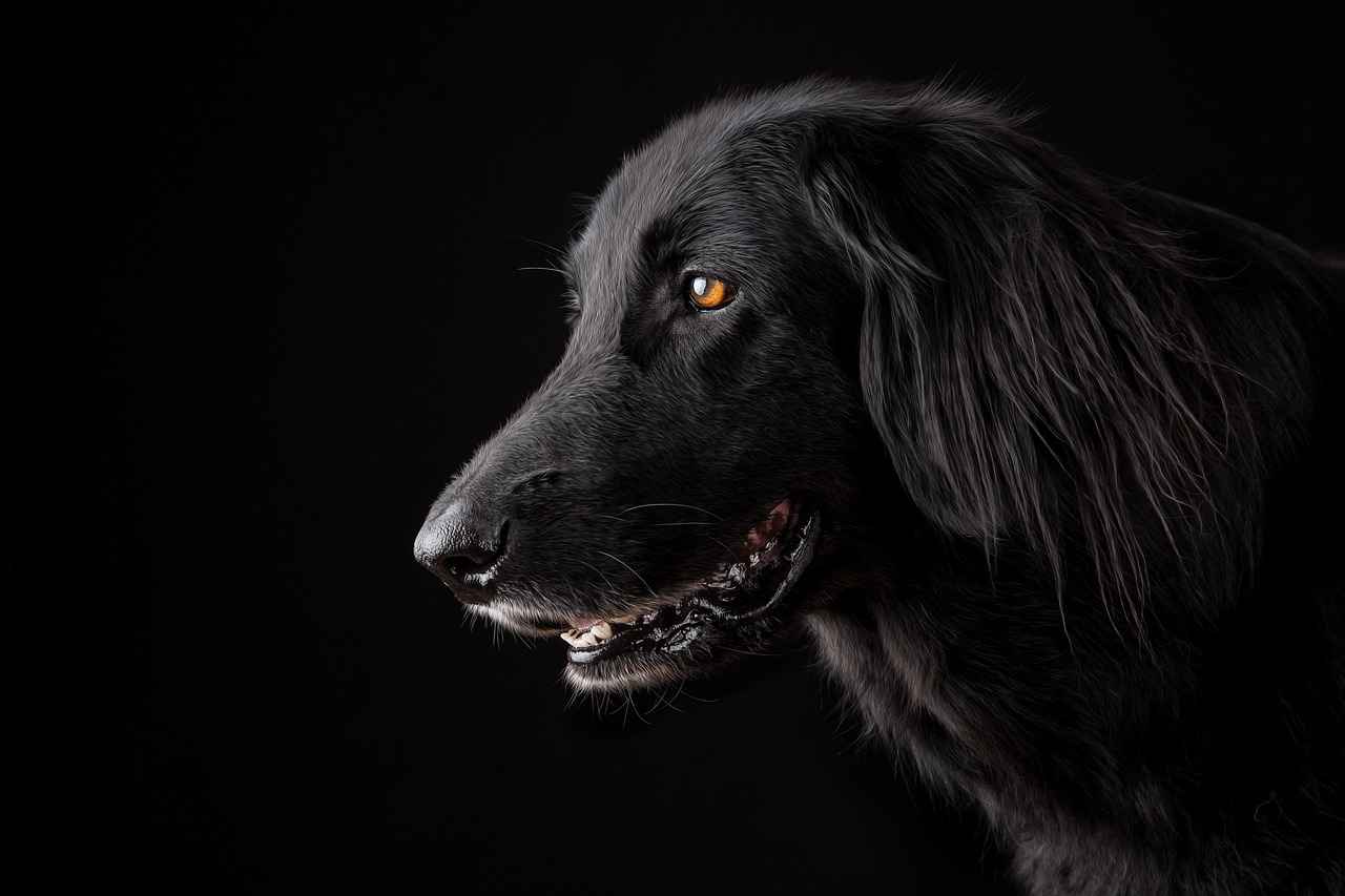 Understanding Dog Behavior