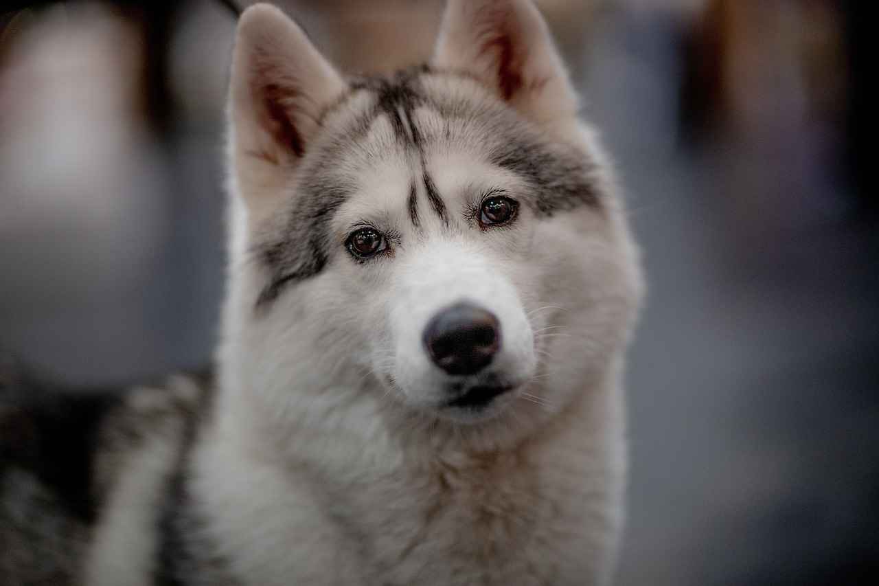 Veterinary Treatment Options