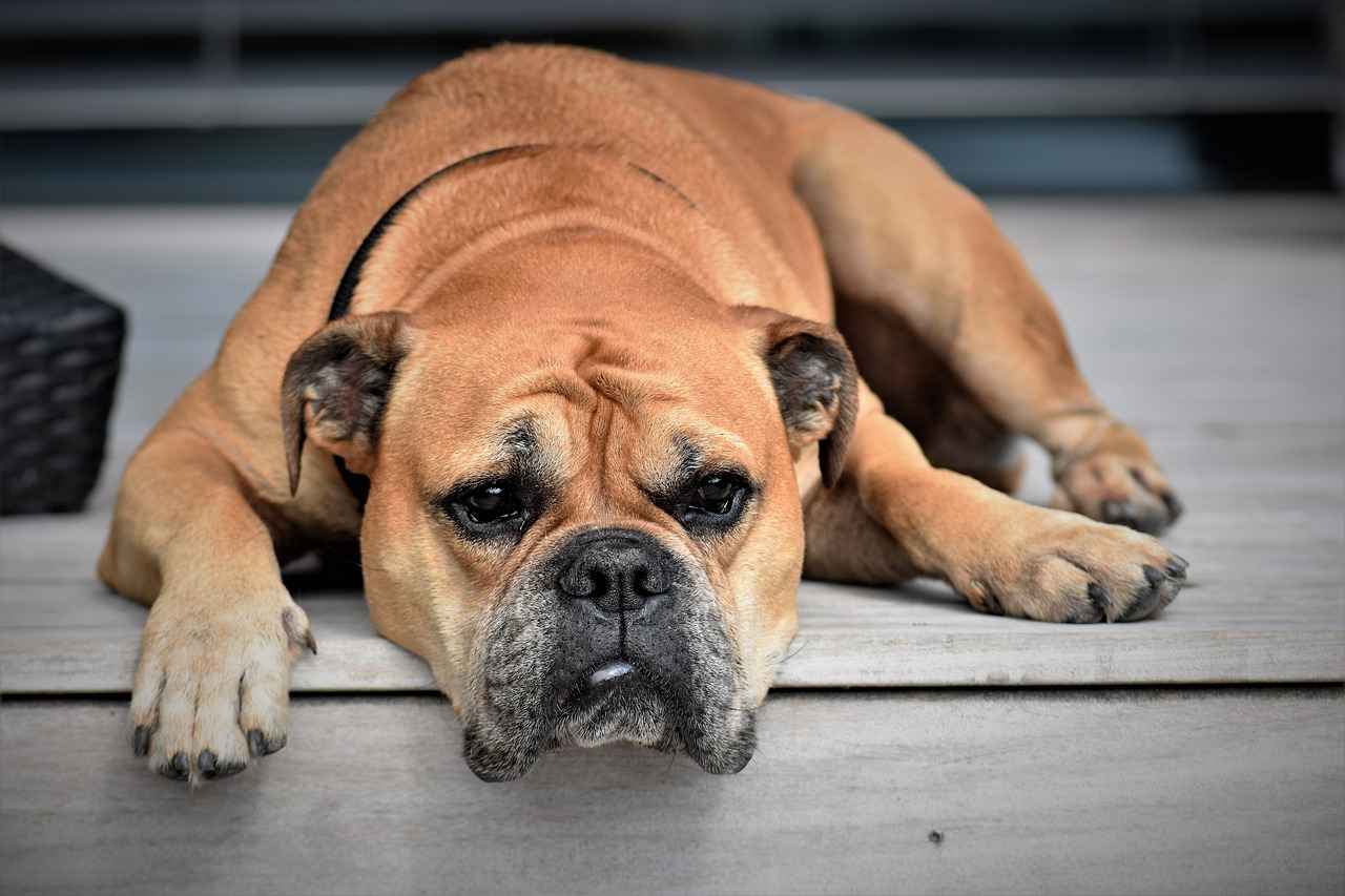 Preventing Tick Bites in Dogs